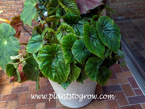 Lotus Leaved Begonia (Begonia nelumbiifolia)